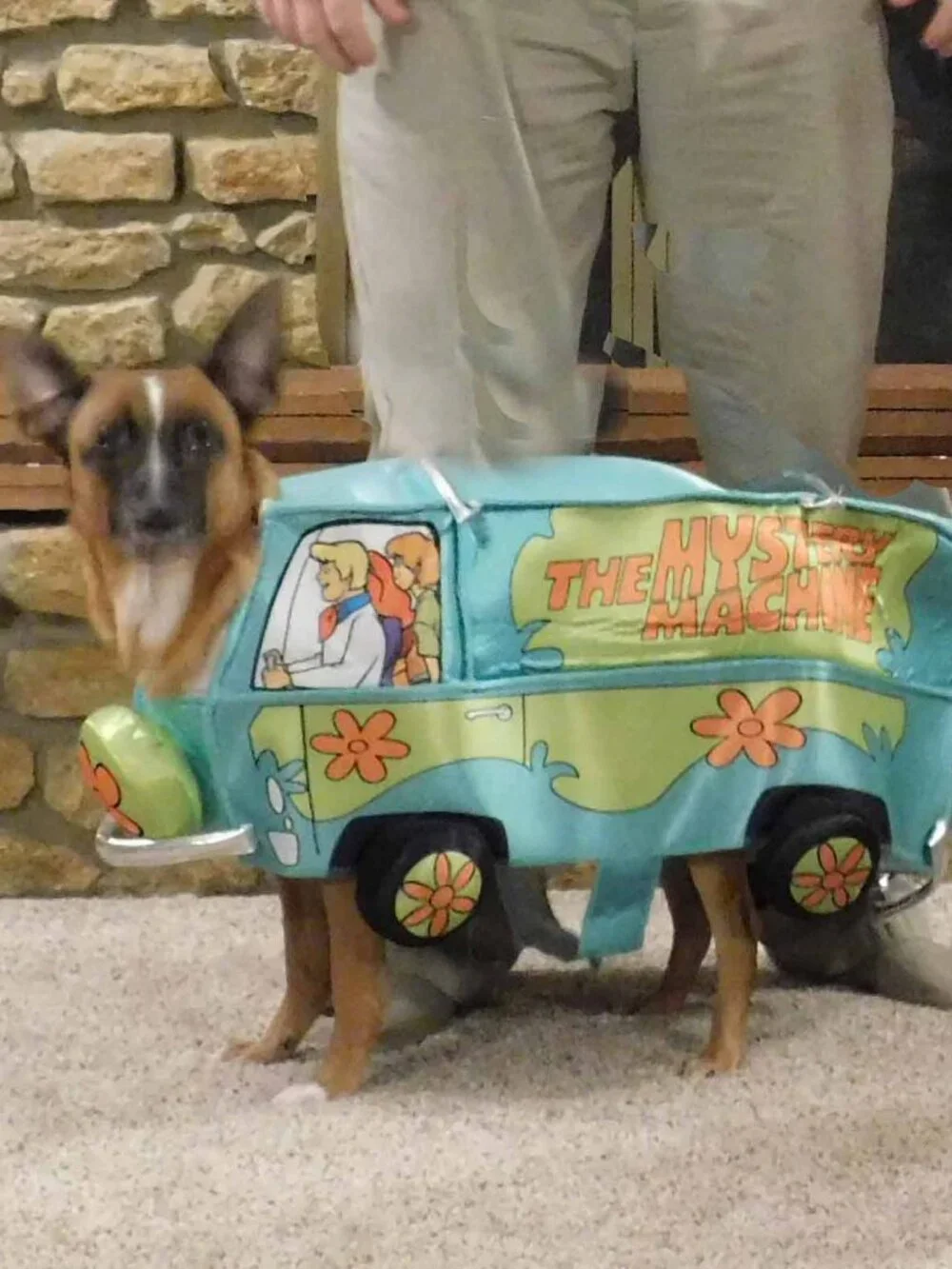 Scooby Doo Mystery Machine Pet Costume LARGE Foam Dog Outfit